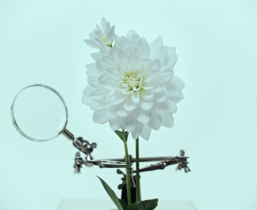 Still from the genesis of her — a white dahlia held in a clamp stand beside a magnifying glass.